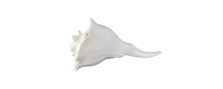 CONCH